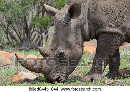White Rhinoceros (Ceratotherium simum), adult male, grazing, Kruger National Park, South Africa, Africa View Large Photo Image Picture - White Rhinoceros (Ceratotherium simum), adult male, grazing, Kruger National Park, South Africa, Africa. Fotosearch