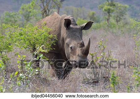 White rhinoceros (Ceratotherium simum), in bushland, attentive, Kruger National Park, South Africa, Africa View Large Photo Image Stock Image - White rhinoceros (Ceratotherium simum), in bushland, attentive, Kruger National Park, South Africa, Africa. Fotosearch
