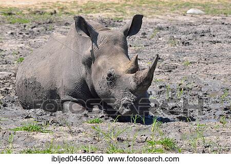 White rhinoceros (Ceratotherium simum), adult female wallowing in the mud, Kruger National Park, South Africa, Africa View Large Photo Image Stock Image - White rhinoceros (Ceratotherium simum), adult female wallowing in the mud, Kruger National Park, South Africa, Africa. Fotosearch
