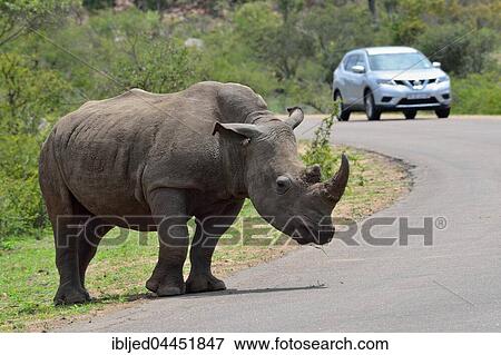 White Rhinoceros (Ceratotherium simum), adult male at edge of paved road, with tourist vehicle, Kruger National Park, South Africa, Africa View Large Photo Image Stock Photo - White Rhinoceros (Ceratotherium simum), adult male at edge of paved road, with tourist vehicle, Kruger National Park, South Africa, Africa. Fotosearch