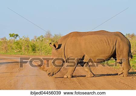 White rhinoceros (Ceratotherium simum), bull crossing a dirt road, Kruger National Park, South Africa, Africa View Large Photo Image Stock Photo - White rhinoceros (Ceratotherium simum), bull crossing a dirt road, Kruger National Park, South Africa, Africa. Fotosearch