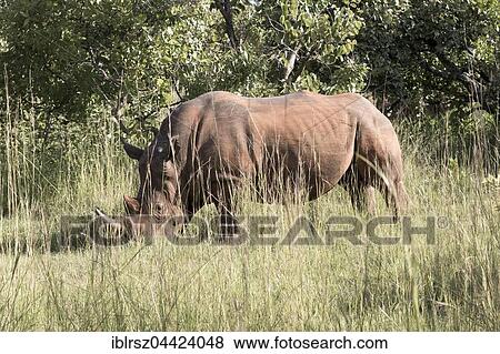 White rhinoceros (Ceratotherium simum) in tall grass, Ziwa Rhino Sanctuary, Uganda, Africa View Large Photo Image Stock Photo - White rhinoceros (Ceratotherium simum) in tall grass, Ziwa Rhino Sanctuary, Uganda, Africa. Fotosearch