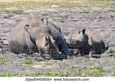 White rhinoceroses (Ceratotherium simum), mother with calf wallowing in the mud, Kruger National Park, South Africa, Africa View Large Photo Image Picture - White rhinoceroses (Ceratotherium simum), mother with calf wallowing in the mud, Kruger National Park, South Africa, Africa. Fotosearch
