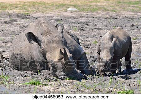 White rhinoceroses (Ceratotherium simum), mother with calf in the mud, Kruger National Park, South Africa, Africa View Large Photo Image Stock Image - White rhinoceroses (Ceratotherium simum), mother with calf in the mud, Kruger National Park, South Africa, Africa. Fotosearch