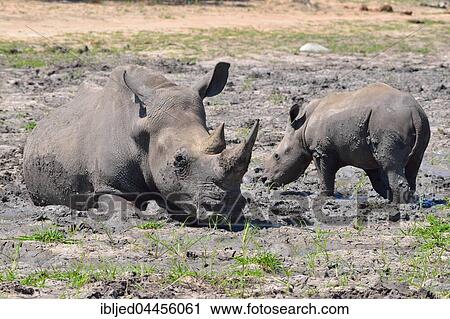 White rhinoceroses (Ceratotherium simum), mother with calf in the mud, Kruger National Park, South Africa, Africa View Large Photo Image Stock Image - White rhinoceroses (Ceratotherium simum), mother with calf in the mud, Kruger National Park, South Africa, Africa. Fotosearch