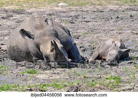 White rhinoceroses (Ceratotherium simum), mother with calf wallowing in the mud, Kruger National Park, South Africa, Africa View Large Photo Image Stock Photograph - White rhinoceroses (Ceratotherium simum), mother with calf wallowing in the mud, Kruger National Park, South Africa, Africa. Fotosearch