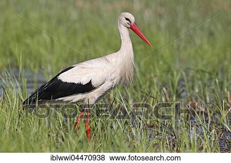 White Stork (Ciconia ciconia), Biebrza National Park, Poland, Europe View Large Photo Image Stock Photo - White Stork (Ciconia ciconia), Biebrza National Park, Poland, Europe. Fotosearch