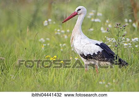 White Stork (Ciconia ciconia), foraging in flower meadow, Elbe meadows, Middle Elbe Biosphere Reserve, Saxony-Anhalt, Germany, Europe View Large Photo Image Stock Image - White Stork (Ciconia ciconia), foraging in flower meadow, Elbe meadows, Middle Elbe Biosphere Reserve, Saxony-Anhalt, Germany, Europe. Fotosearch