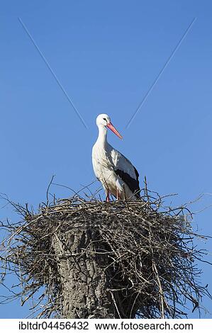 White stork (Ciconia ciconia) in the nest, Doñana National Park, Huelva province, Andalusia, Spain, Europe View Large Photo Image Stock Image - White stork (Ciconia ciconia) in the nest, Doñana National Park, Huelva province, Andalusia, Spain, Europe. Fotosearch