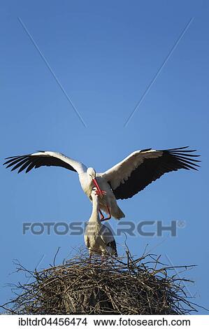 White stork (Ciconia ciconia), mating pair in the nest, Doñana National Park, Huelva province, Andalusia, Spain, Europe View Large Photo Image Picture - White stork (Ciconia ciconia), mating pair in the nest, Doñana National Park, Huelva province, Andalusia, Spain, Europe. Fotosearch