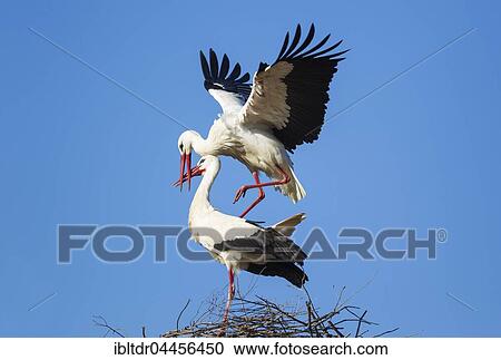 White stork (Ciconia ciconia), mating pair in the nest, Doñana National Park, Huelva province, Andalusia, Spain, Europe View Large Photo Image Stock Image - White stork (Ciconia ciconia), mating pair in the nest, Doñana National Park, Huelva province, Andalusia, Spain, Europe. Fotosearch