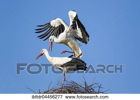 White stork (Ciconia ciconia), mating pair in the nest, Doñana National Park, Huelva province, Andalusia, Spain, Europe View Large Photo Image Stock Photo - White stork (Ciconia ciconia), mating pair in the nest, Doñana National Park, Huelva province, Andalusia, Spain, Europe. Fotosearch