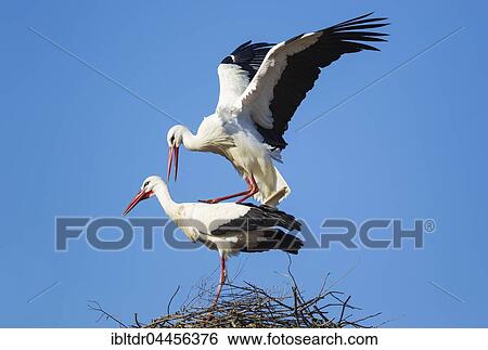 White stork (Ciconia ciconia), mating pair in the nest, Doñana National Park, Huelva province, Andalusia, Spain, Europe View Large Photo Image Stock Photograph - White stork (Ciconia ciconia), mating pair in the nest, Doñana National Park, Huelva province, Andalusia, Spain, Europe. Fotosearch