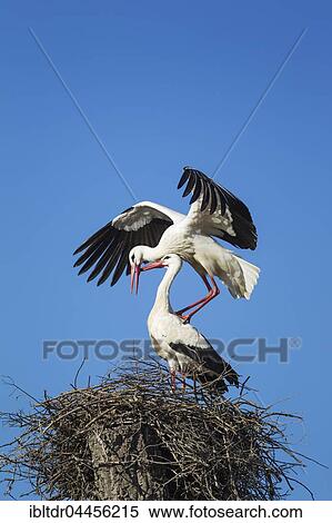 White stork (Ciconia ciconia), mating pair in the nest, Doñana National Park, Huelva province, Andalusia, Spain, Europe View Large Photo Image Stock Photography - White stork (Ciconia ciconia), mating pair in the nest, Doñana National Park, Huelva province, Andalusia, Spain, Europe. Fotosearch