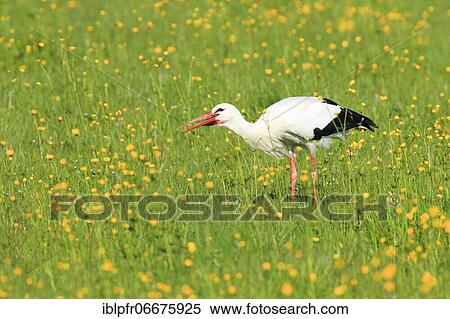 White stork (Ciconia ciconia), White stork, Zürcher Oberland, Switzerland, Europe View Large Photo Image Stock Photography - White stork (Ciconia ciconia), White stork, Zürcher Oberland, Switzerland, Europe. Fotosearch