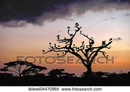 White Storks (Ciconia ciconia) on a dead acacia tree at sunrise, tree savannah, Serengeti National Park, Tanzania, Africa View Large Photo Image Stock Photography - White Storks (Ciconia ciconia) on a dead acacia tree at sunrise, tree savannah, Serengeti National Park, Tanzania, Africa. Fotosearch