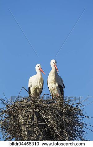 White storks (Ciconia ciconia), pair in the nest, Doñana National Park, Huelva province, Andalusia, Spain, Europe View Large Photo Image Stock Image - White storks (Ciconia ciconia), pair in the nest, Doñana National Park, Huelva province, Andalusia, Spain, Europe. Fotosearch