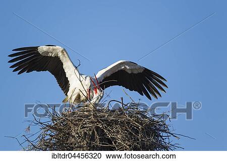 White storks (Ciconia ciconia), pair in their nest, male is welcomed by female, Doñana National Park, Huelva province, Andalusia, Spain, Europe View Large Photo Image Stock Image - White storks (Ciconia ciconia), pair in their nest, male is welcomed by female, Doñana National Park, Huelva province, Andalusia, Spain, Europe. Fotosearch
