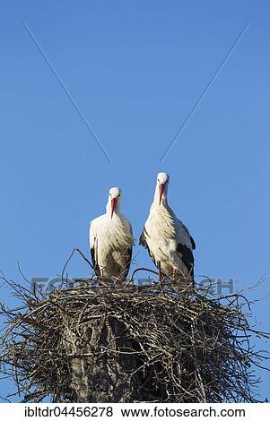 White storks (Ciconia ciconia), pair in the nest, Doñana National Park, Huelva province, Andalusia, Spain, Europe View Large Photo Image Stock Photo - White storks (Ciconia ciconia), pair in the nest, Doñana National Park, Huelva province, Andalusia, Spain, Europe. Fotosearch