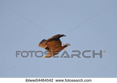 White-tailed eagle (Haliaeetus albicilla) in nosedive, Finland, Europe View Large Photo Image Stock Image - White-tailed eagle (Haliaeetus albicilla) in nosedive, Finland, Europe. Fotosearch