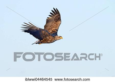 Stock Photography - White-tailed eagle (Haliaeetus albicilla) in flight, Finland, Europe. Fotosearch