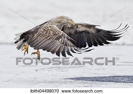 White-tailed sea-eagle (Haliaeetus albicilla), adult at start-Gostynińsko Włocławski Park, Poland, Europe View Large Photo Image Stock Image - White-tailed sea-eagle (Haliaeetus albicilla), adult at start-Gostynińsko Włocławski Park, Poland, Europe. Fotosearch