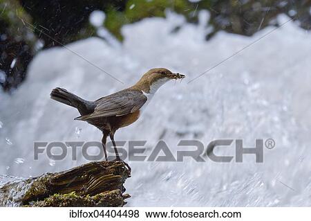 White-throated Dipper (Cinclus cinclus) in river on branch with prey in its beak, Tyrol, Austria, Europe View Large Photo Image Stock Photo - White-throated Dipper (Cinclus cinclus) in river on branch with prey in its beak, Tyrol, Austria, Europe. Fotosearch