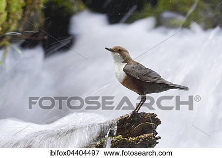 White-throated Dippers or European dipper (Cinclus cinclus) standing in the river on branch, Tyrol, Austria, Europe View Large Photo Image Stock Photo - White-throated Dippers or European dipper (Cinclus cinclus) standing in the river on branch, Tyrol, Austria, Europe. Fotosearch