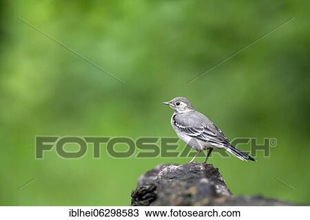 White wagtail (Motacilla alba) lateral on tree root View Large Photo Image Stock Image - White wagtail (Motacilla alba) lateral on tree root. Fotosearch