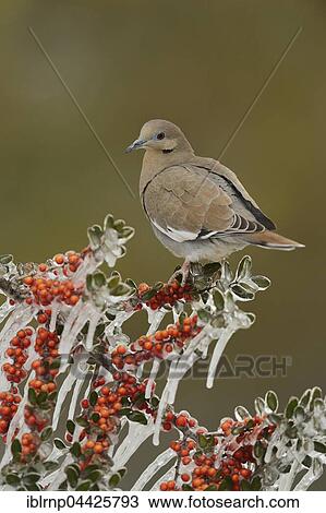 White-winged Dove (Zenaida asiatica), adult bird perched on icy branch of Yaupon Holly (Ilex vomitoria), Hill Country, Texas, USA, North America View Large Photo Image Stock Image - White-winged Dove (Zenaida asiatica), adult bird perched on icy branch of Yaupon Holly (Ilex vomitoria), Hill Country, Texas, USA, North America. Fotosearch