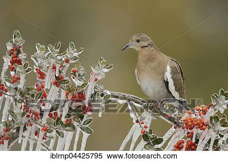 Stock Photography - White-winged Dove (Zenaida asiatica), adult perched on icy branch of Yaupon Holly (Ilex vomitoria), Hill Country, Texas, USA, North America. Fotosearch