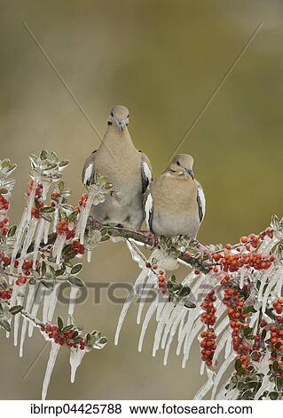 White-winged Doves (Zenaida asiatica), adult birds perched on icy branch of Yaupon Holly (Ilex vomitoria), Hill Country, Texas, USA, North America View Large Photo Image Stock Photo - White-winged Doves (Zenaida asiatica), adult birds perched on icy branch of Yaupon Holly (Ilex vomitoria), Hill Country, Texas, USA, North America. Fotosearch