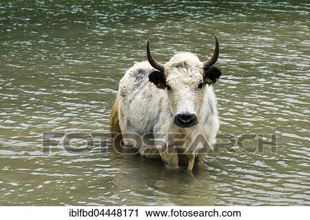White yak (Bos mutus) standing in water, Ice Lake, Braga, Manang District, Nepal, Asia View Large Photo Image Stock Image - White yak (Bos mutus) standing in water, Ice Lake, Braga, Manang District, Nepal, Asia. Fotosearch