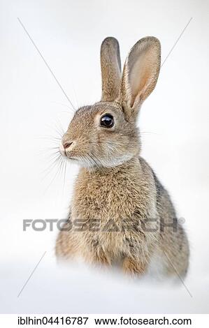 Wild rabbit (Oryctolagus cuniculus) in the beach dunes, Mecklenburg-Western Pomerania, Germany, Europe View Large Photo Image Stock Photo - Wild rabbit (Oryctolagus cuniculus) in the beach dunes, Mecklenburg-Western Pomerania, Germany, Europe. Fotosearch