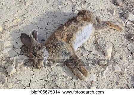 Wild rabbit, Oryctolagus cuniculus, Spain, Europe View Large Photo Image Picture - Wild rabbit, Oryctolagus cuniculus, Spain, Europe. Fotosearch