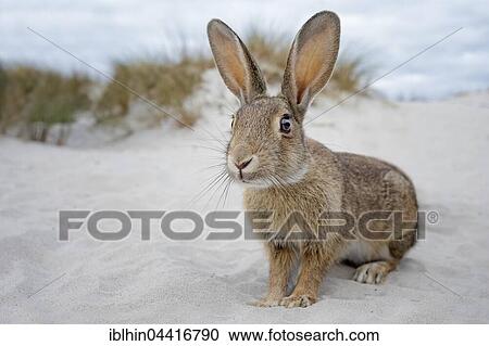 Stock Image - Wild rabbit (Oryctolagus cuniculus), beach dunes, Mecklenburg-Western Pomerania, Germany, Europe. Fotosearch