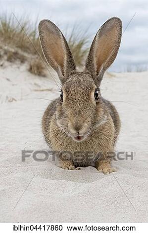 Wild rabbit, (Oryctolagus cuniculus), beach dunes, Mecklenburg-Western Pomerania, Germany, Europe View Large Photo Image Stock Image - Wild rabbit, (Oryctolagus cuniculus), beach dunes, Mecklenburg-Western Pomerania, Germany, Europe. Fotosearch