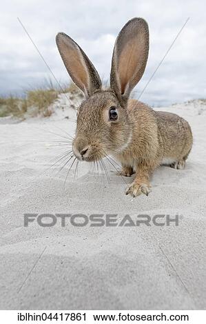 Wild rabbit (Oryctolagus cuniculus), beach dunes, Mecklenburg-Western Pomerania, Germany, Europe View Large Photo Image Stock Image - Wild rabbit (Oryctolagus cuniculus), beach dunes, Mecklenburg-Western Pomerania, Germany, Europe. Fotosearch