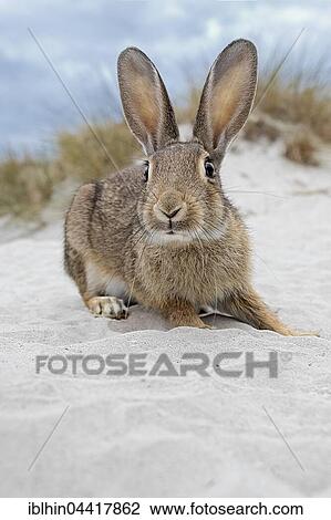 Wild rabbit (Oryctolagus cuniculus), beach dunes, Mecklenburg-Western Pomerania, Germany, Europe View Large Photo Image Stock Image - Wild rabbit (Oryctolagus cuniculus), beach dunes, Mecklenburg-Western Pomerania, Germany, Europe. Fotosearch