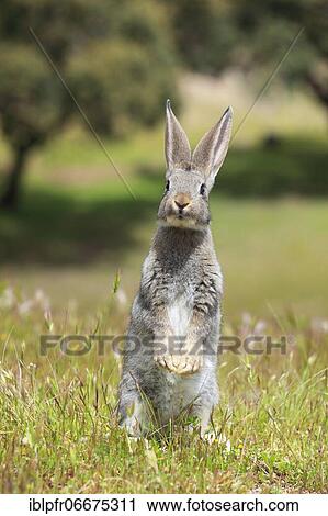 Wild rabbit, Oryctolagus cuniculus, Spain, Europe View Large Photo Image Stock Image - Wild rabbit, Oryctolagus cuniculus, Spain, Europe. Fotosearch