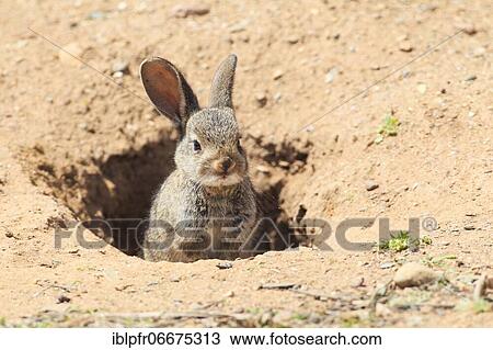 Wild rabbit, Oryctolagus cuniculus, Spain, Europe View Large Photo Image Stock Image - Wild rabbit, Oryctolagus cuniculus, Spain, Europe. Fotosearch