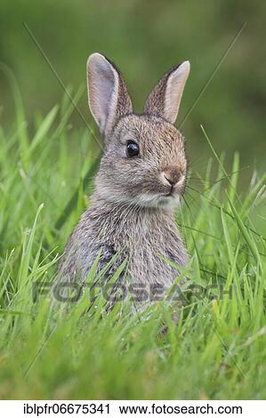 Stock Image - Wild rabbit, Oryctolagus cuniculus, Scotland, United Kingdom, Europe. Fotosearch