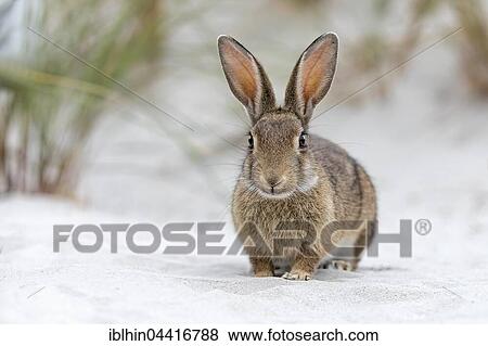 Stock Photo - Wild rabbit (Oryctolagus cuniculus), beach dunes, Mecklenburg-Western Pomerania, Germany, Europe. Fotosearch