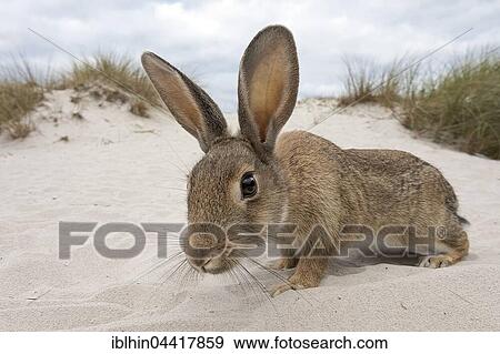 Stock Photo - Wild rabbit (Oryctolagus cuniculus), beach dunes, Mecklenburg-Western Pomerania, Germany, Europe. Fotosearch