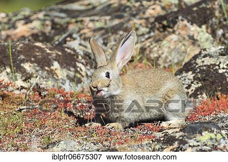Wild rabbit, Oryctolagus cuniculus, Spain, Europe View Large Photo Image Stock Photo - Wild rabbit, Oryctolagus cuniculus, Spain, Europe. Fotosearch