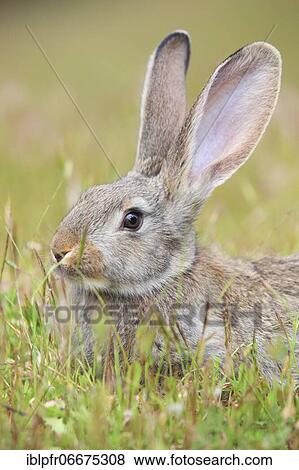 Wild rabbit, Oryctolagus cuniculus, Spain, Europe View Large Photo Image Stock Photo - Wild rabbit, Oryctolagus cuniculus, Spain, Europe. Fotosearch