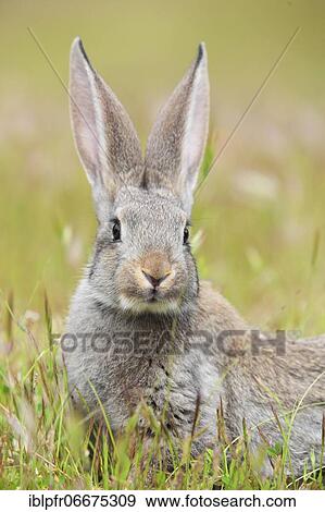 Wild rabbit, Oryctolagus cuniculus, Spain, Europe View Large Photo Image Stock Photo - Wild rabbit, Oryctolagus cuniculus, Spain, Europe. Fotosearch