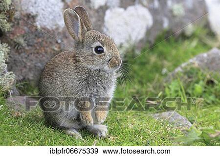 Wild rabbit, Oryctolagus cuniculus, Scotland, United Kingdom, Europe View Large Photo Image Stock Photo - Wild rabbit, Oryctolagus cuniculus, Scotland, United Kingdom, Europe. Fotosearch