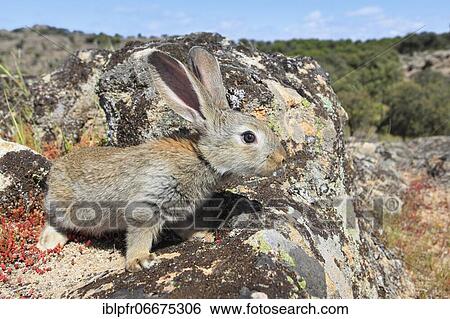 Wild rabbit, Oryctolagus cuniculus, Spain, Europe View Large Photo Image Stock Photograph - Wild rabbit, Oryctolagus cuniculus, Spain, Europe. Fotosearch