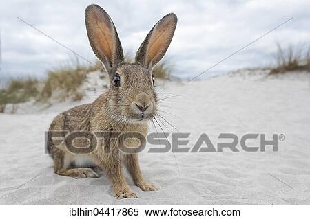 Wild rabbit (Oryctolagus cuniculus), beach dunes, Mecklenburg-Western Pomerania, Germany, Europe View Large Photo Image Stock Photography - Wild rabbit (Oryctolagus cuniculus), beach dunes, Mecklenburg-Western Pomerania, Germany, Europe. Fotosearch